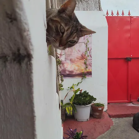 Acoran Family Guests House With Included Morning Yoga Practice ,there Are Pets In The House * Firgas