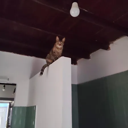 Acoran Family Guests House With Included Morning Yoga Practice ,there Are Pets In The House