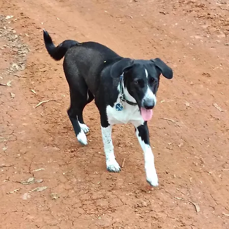 Acoran Family Guests House With Included Morning Yoga Practice ,there Are Pets In The House Firgas